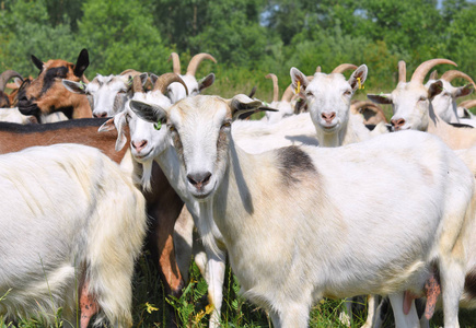 有机农场牧场上的山羊照片