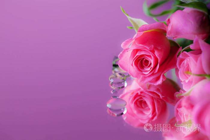 带着露水的玫瑰