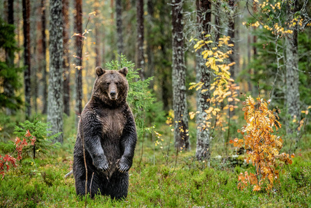 科学名称:ursusarctos. 自然栖息地.照片