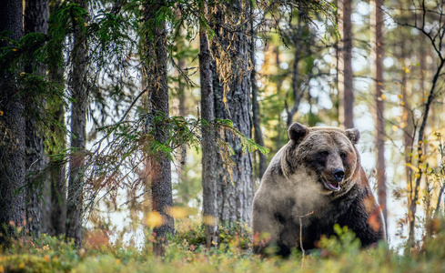 在秋天的森林里呼吸蒸汽棕熊。 黄昏的黄昏。 科学名称ursusArctos。 自然栖息地。