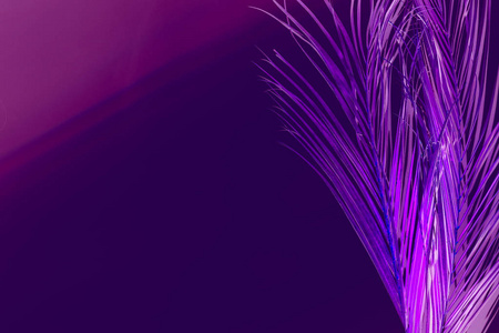创意构图霓虹灯紫色充满活力的棕榈叶