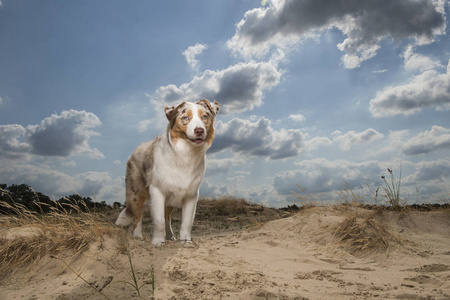 在阳光明媚的一天，澳大利亚牧羊犬站在沙丘前