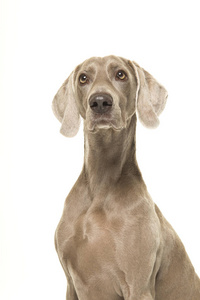 一只骄傲的Weimaraner狗在白色背景下被隔离的肖像。