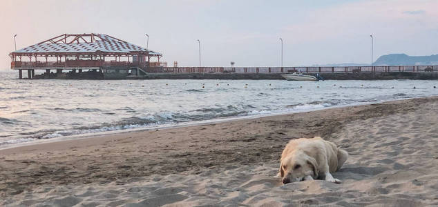 海景海滩的海景。 夕阳的天空孤独的狗躺在沙滩上。 阿尔巴尼亚