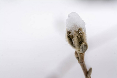 冬雪覆盖玉兰花芽模糊背景
