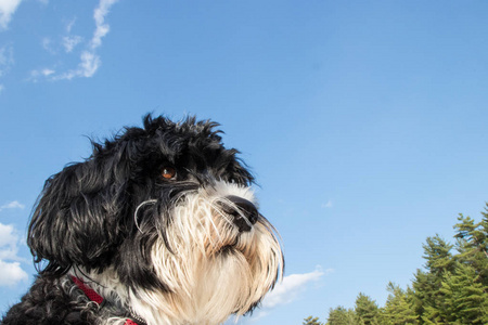 è'¡è„ç‰™æ°´çŠ¬å›¾ç‰‡ è'¡è„ç‰™æ°´çŠ¬ç´ æ è'¡è„ç‰™æ°´çŠ¬æ'ç