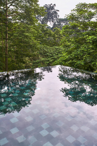 美丽的游泳池背景下的热带绿树户外