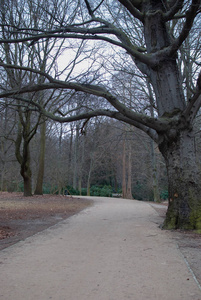 光秃秃的树和扭曲的树枝在公园的一条小径上