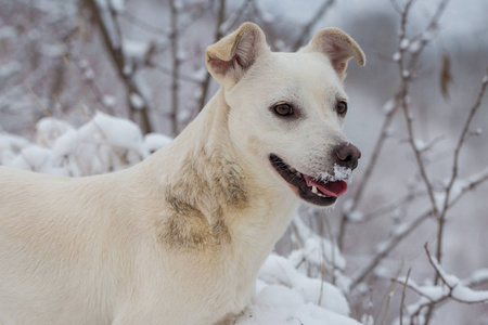 冬天 蓝眼睛的狗在雪地里玩耍 冬天阳光明媚的白天 宠物的美丽肖像画照片 正版商用图片18nygl 摄图新视界