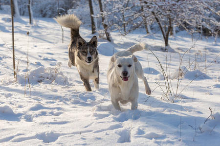 冬天，蓝眼睛的狗在雪地里玩耍，冬天阳光明媚的白天，宠物的美丽肖像画