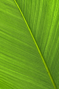纹理绿色棕榈叶的宏观照片