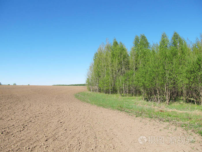 俄罗斯森林附近的领域。在晴朗的日子里有很多绿树