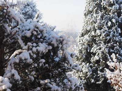 寒冷的冬天有树木和雪