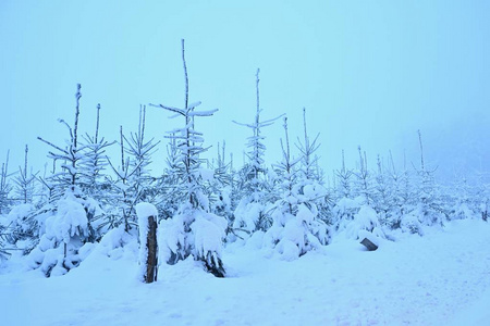 森林中的冬季景观霜冻树木。 大自然覆盖着雪。 美丽的季节性自然背景。