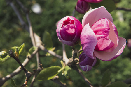 春天的花。木兰花开在树上。美丽的粉红色植物生长在花园里的公园里。温暖的晴天。市中心的自然美景。送给女人的礼物。爱春天的花。