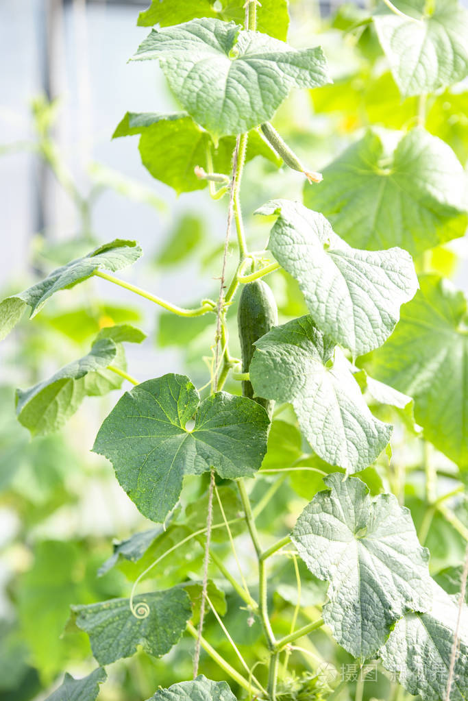 幼黄瓜生长在温室,叶子和茎中