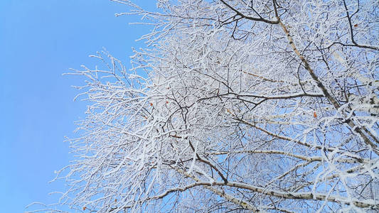 美丽的树枝覆盖着雪和霜，在晴朗的蓝天背景上