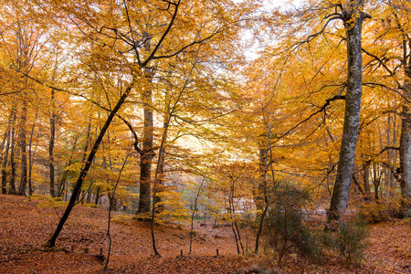 意大利蒙蒂西米尼拉齐奥背景的叶子。 山毛榉的秋天颜色。 有黄色叶子的山毛榉。