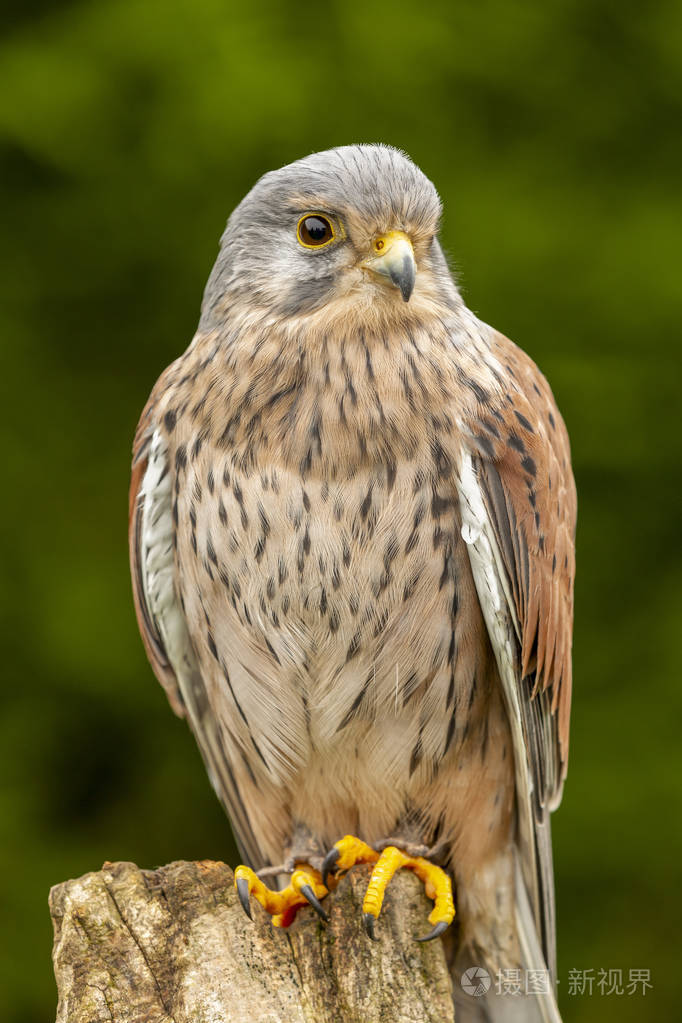 年轻的隼鸟坐在木树桩上靠近黄色的招招手和斑点的羽毛