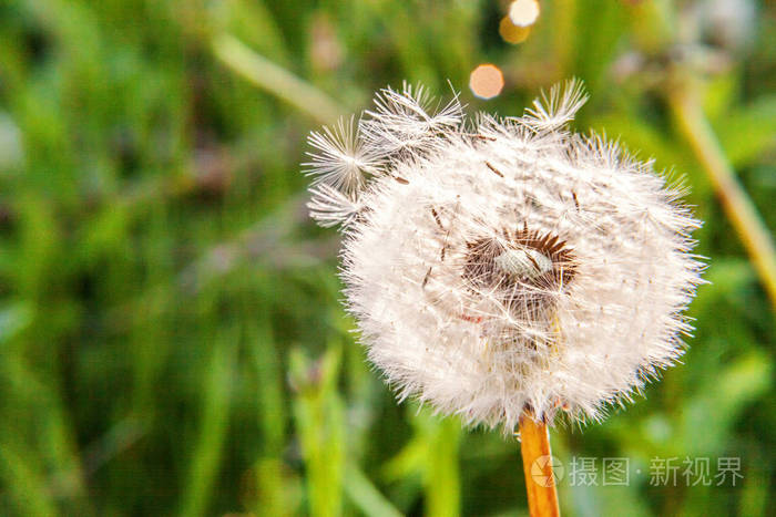 蒲公英种子在夏天的田野背景下风吹. 改变生长运动和方向概念.