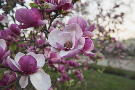 木兰花开在树上.美丽的粉红色植物生长在花园里的公园里.温暖的晴天.