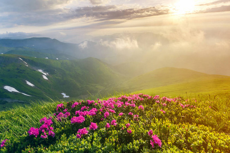 美丽的景色，粉红色杜鹃花盛开在山坡上，雾山，绿草如茵，喀尔巴阡山，远处有戏剧性的云彩。 自然概念的美。