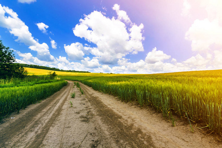 美丽的夏季景观与新鲜的绿草，泥土，砾石，道路，蓝天和白色的蓬松云。 穿过麦田的路径。 农业和收获概念。 田园诗般的环境友好景观。