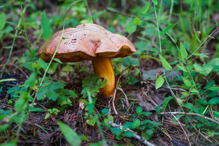 森林里粗糙的牛肝菌蘑菇