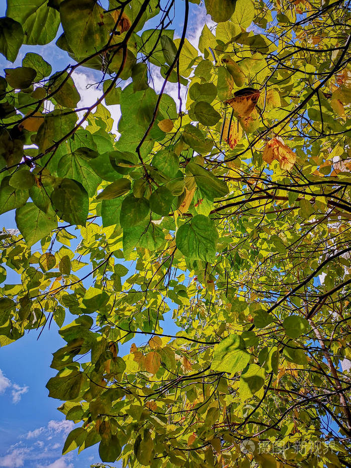 植物部分叶片生长绿色低角度观枝美自然日无人安宁户外