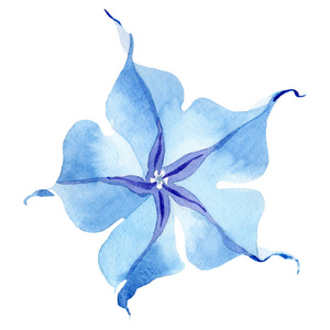 蓝色的布鲁曼斯花植物花。水彩背景设置。被隔绝的 brugmansia 例证元素