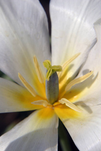 花园里的宏观花