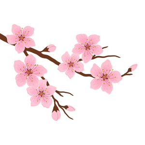 从樱花芽开花图片-从樱花芽开花素材-从樱花芽开花插画-摄图新视界