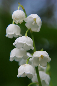 雨后清晨山谷的百合花