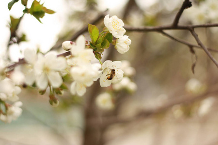 蜜蜂从盛开的樱花树中采蜜