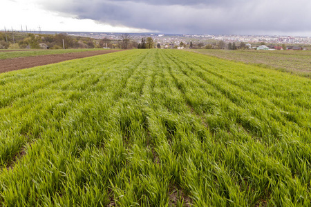 种植木薯番茄栽培: 组培苗在水培水产养殖的农民有机种植农场水培