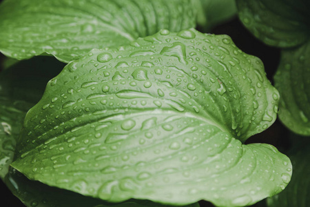 在雨后。寄主计划中多汁的绿叶上美丽的水滴