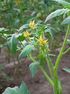 番茄幼株在春季温室开花生长，特写镜头