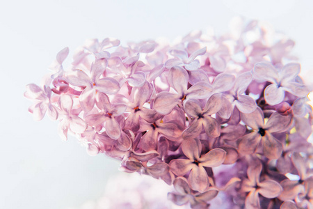 美丽的气味紫紫丁香花在春天的时候。丁香花的特写花枝。充满灵感的天然花卉春天盛开的花园或公园。多姿多彩的生态自然景观