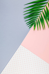 创意平面布局顶部的绿色热带棕榈叶在彩色纸背景与复制空间。最小热带棕榈叶植物夏季概念模板为您的文本或设计