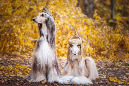 在秋天森林的背景下,两只时尚的阿富汗猎犬戴着军帽和田帽.