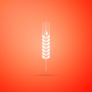 谷物的图标设置与大米, 小麦, 玉米, 燕麦, 黑麦, 大麦标志孤立的橙色背景。小麦面包的耳朵符号。农业小麦符号。平面设计。矢量