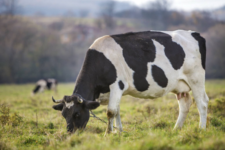 很好的健康的白色和黑色的奶牛，大乳房在绿色的牧场，新鲜的草在明亮的晴天，模糊的绿树背景。 农业和农业概念