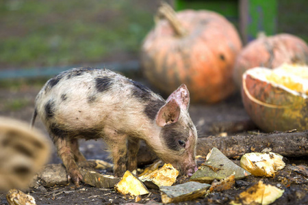 小的，年轻的，有趣的，肮脏的，粉红色的，黑色的仔猪在阳光明媚的农场里饲养，背景是一堆大南瓜。 母猪养殖天然粮食生产。