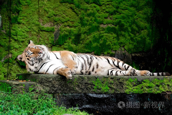 森林中的孟加拉虎露出头腿
