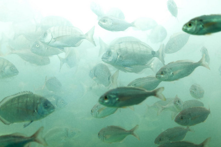 养鱼场水族馆或水库 ubder 水中的鱼