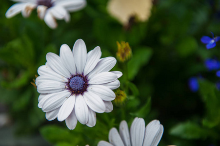 白菊花特写