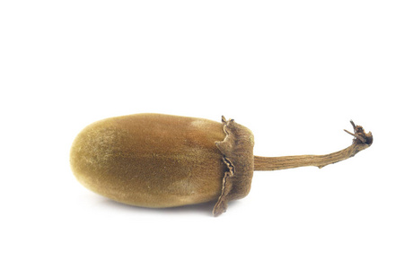 猴面包果白色背景下的非洲猴面包果或猴面包照片