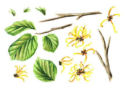 水彩画手绘插图分离白色背景金缕梅(金缕梅)开花的野生金缕梅开花的