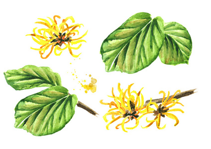 水彩画手绘插图分离白色背景金缕梅,金缕梅,金缕梅樱花树上的粉红色