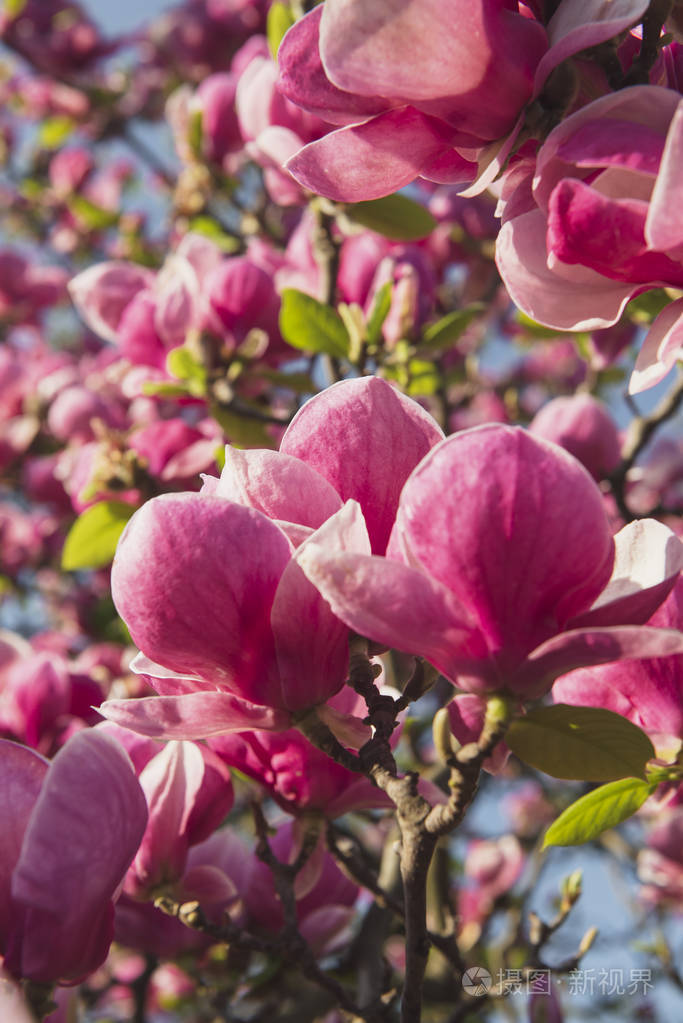 木兰花开在树上.美丽的粉红色植物生长在花园里的公园里.温暖的晴天.